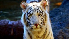 Animals white tiger Tigers