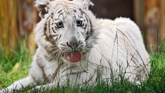 Animals white tiger Tigers