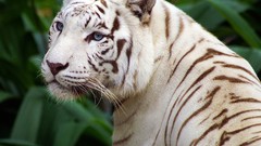 Animals white tiger Tigers