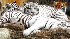 Animals white tiger Tigers