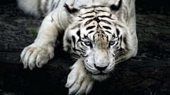 Animals white tiger Tigers