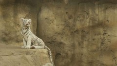 Animals white tiger Tigers baby animals