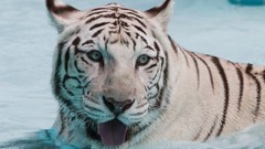 Animals white tiger Tigers feline