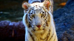 Animals white tiger Tigers feline