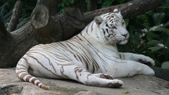 Animals white tiger Tigers feline