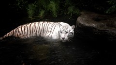 Animals white tiger Tigers ponds