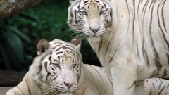 Animals white tiger Tigers Siberian tigers snow tiger