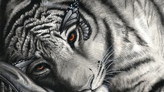 Animals white tiger Tigers whiskers orange eyes butterfly wings