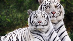 Animals white tiger Tigers wild animals