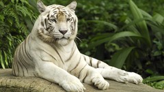 Animals white tiger Tigers wildlife