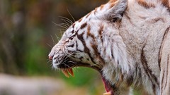Animals white tiger yawns