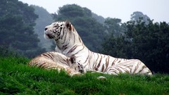 Animals white Tigers