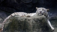 Animals white white tiger rocks Tigers stripes