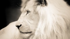 Animals white Wild Lions