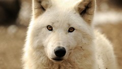 Animals white Wild Wolves