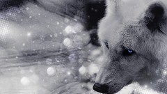 Animals white Wolves