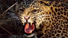 Animals wild animals