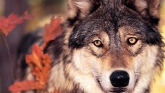 Animals wild animals