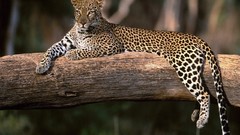 Animals wild animals