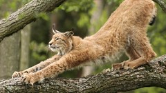 Animals wild animals