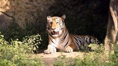 Animals wild animals