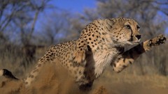 Animals wild animals