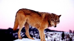 Animals wild animals