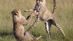 Animals wild animals baby animals