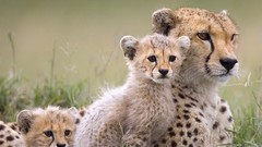 Animals wild animals baby animals