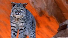 Animals wild animals bobcats