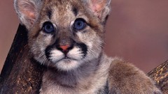 Animals wild animals cougars baby animals
