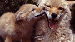 Animals wild animals coyote baby animals