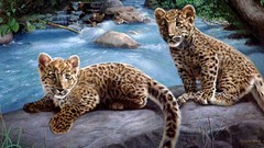 Animals wild animals feline