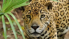 Animals wild animals jaguars