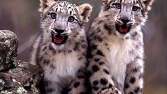 Animals wild animals snow leopards baby animals