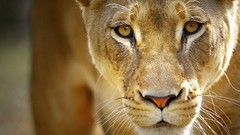 Animals Wild Beast Lions