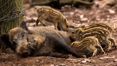 Animals wild boar baby animals
