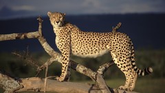 Animals wild cats cheetahs