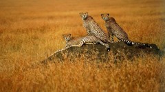 Animals wild cats cheetahs savanna