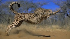 Animals wild cats jumping cheetahs