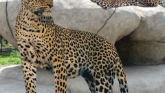 Animals Wild cats Leopards