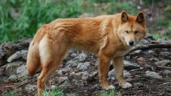 Animals Wild dingo