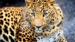 Animals Wild Leopards