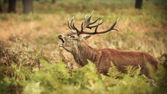 Animals Wild outdoors forests reindeer