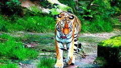 Animals Wild Tigers feline
