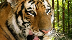 Animals Wild Tigers feline