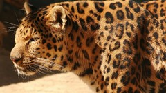 Animals Wild wildcat