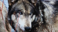 Animals Wild Wolves tribute