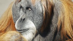 Animals wildlife apes monkeys