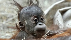 Animals wildlife baby animals